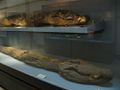 Crocodiles mummies, Cairo Egyptian Museum 02.jpg
