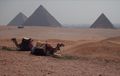 Giza Pyramids Camels.jpg